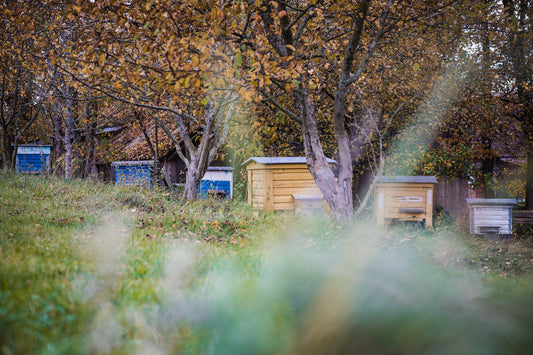 How to Help Bees Survive the Winter