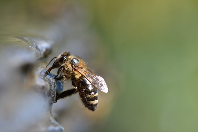 The Mechanics of Pellet-Carrying Honey Bees