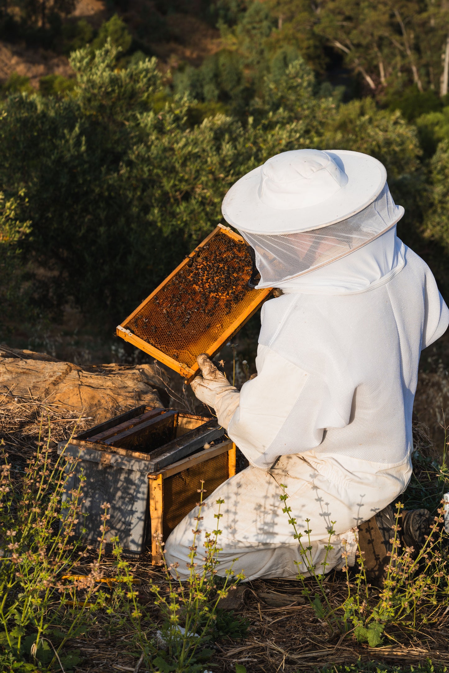 The Bee Mission Box – Quarterly Membership