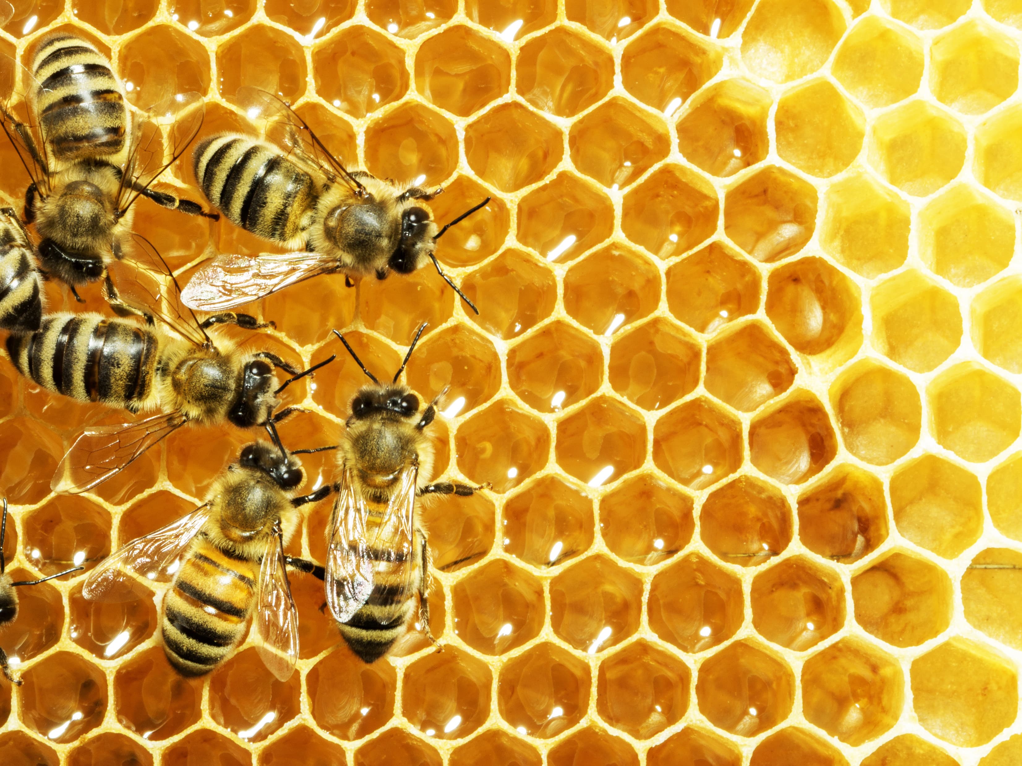 Bees on a golden honeycomb