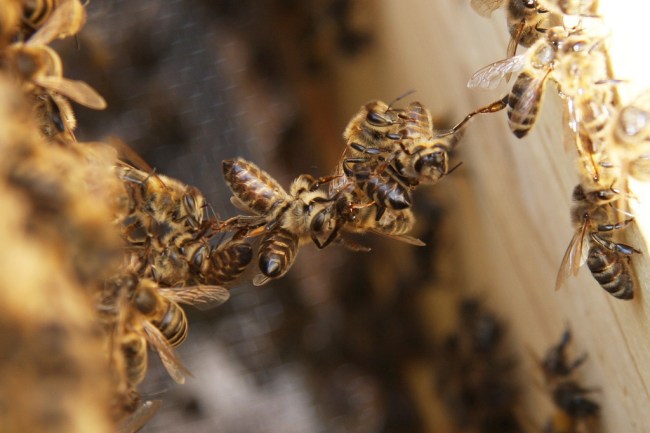 Honey Bees Festooning
