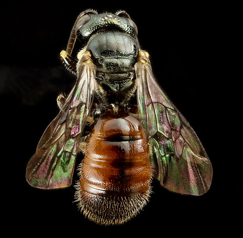 The World's Tiniest Bees