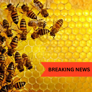 US Approves Life-Saving Vaccine for Bees