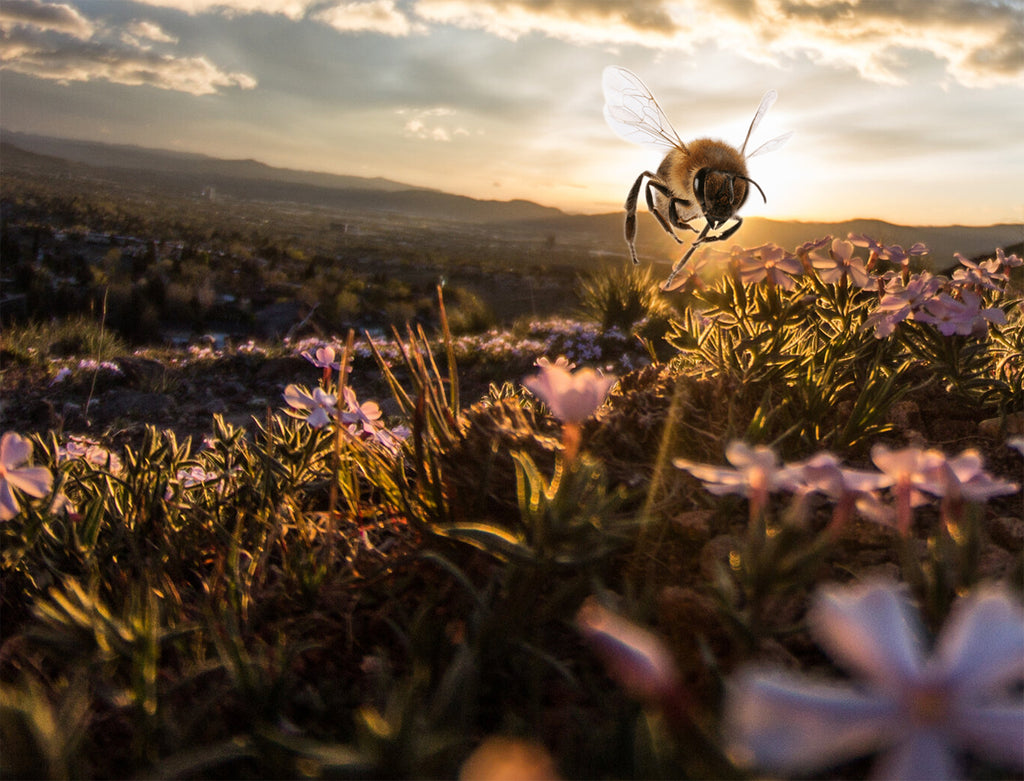 Museum of the Earth's Bees! Exhibit is Now Online