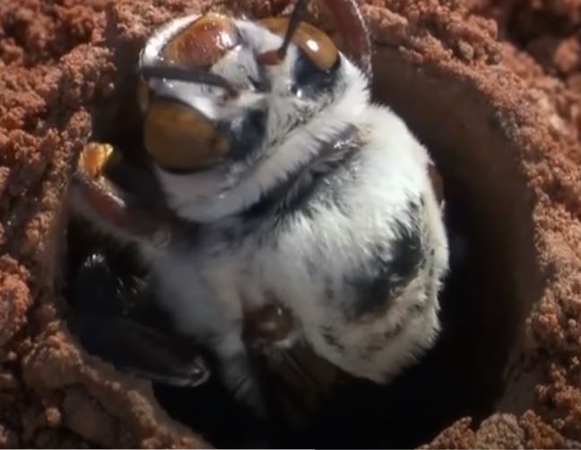 Dawson's Burrowing Bees in Australia