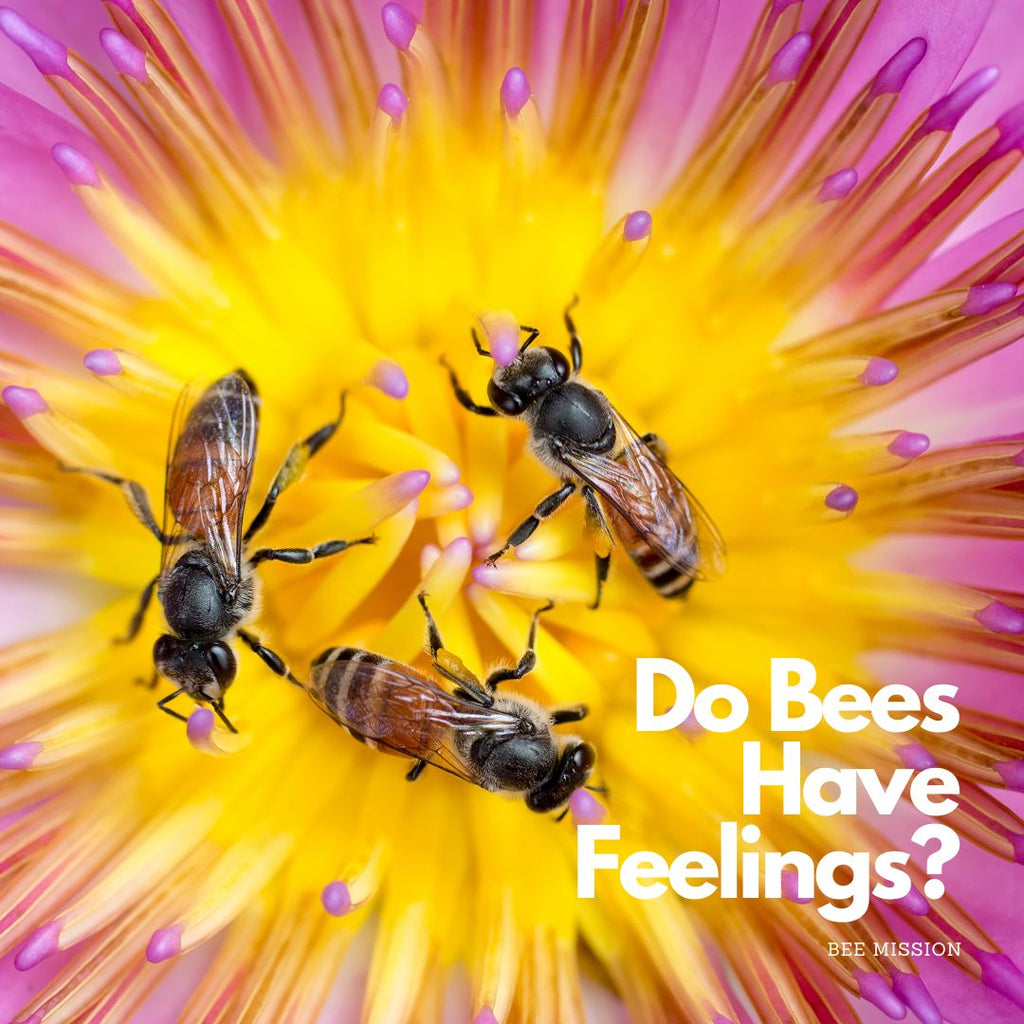 Do Bees Have Feelings?