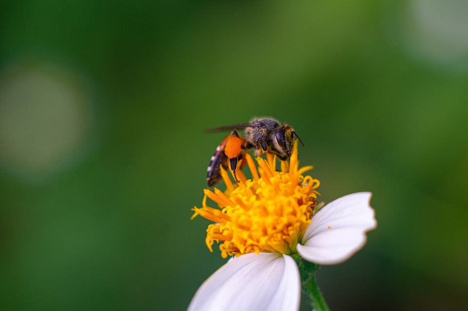 World's Smallest Bee Threatens Australian Beekeeping