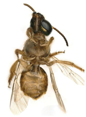 Half Male Half Female Bee Discovered