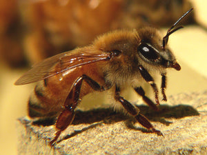The Ligurian Honeybee (Apis mellifera ligustica)