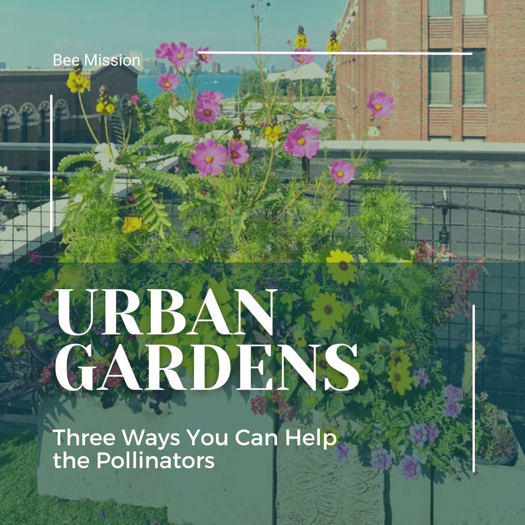 City Living?  Three Ways You Can Help the Pollinators!