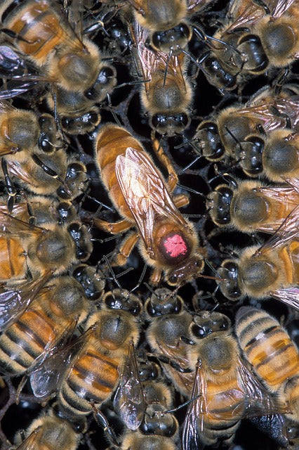 Queen Bee Pheromones