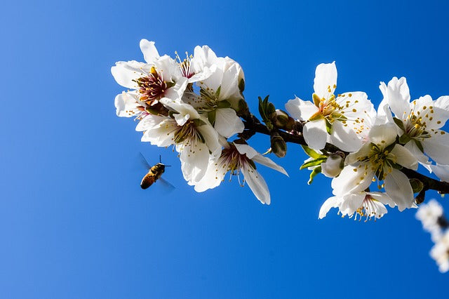 Honeybees Pollinating Almond Trees Die-Off By The Billions