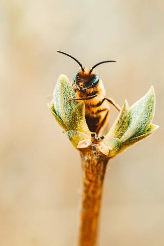 A Bee Can See the Invisible