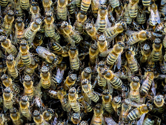 Honeybees Are Masters of Social Distancing