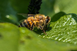 Honeybees As Forensic Crime Fighters