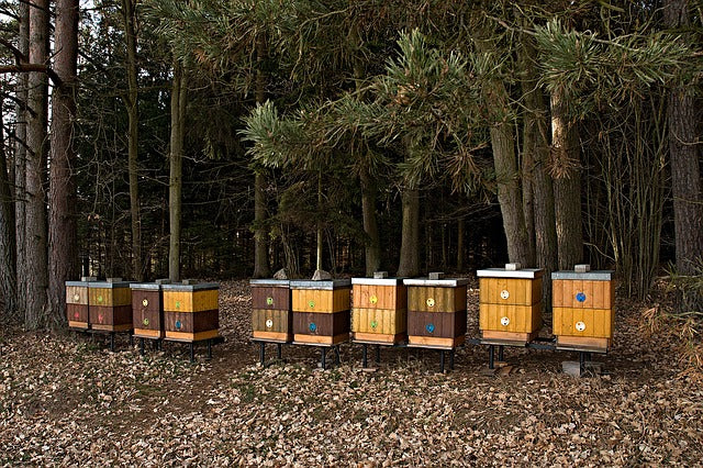 Ten Billion Tree Forest and Honey Initiative