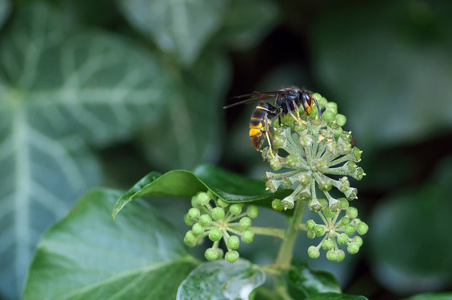 British Bees Threatened by Asian Hornets
