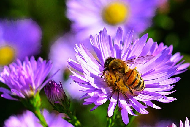 Trapped Asian Giant Hornet Escapes in Washington