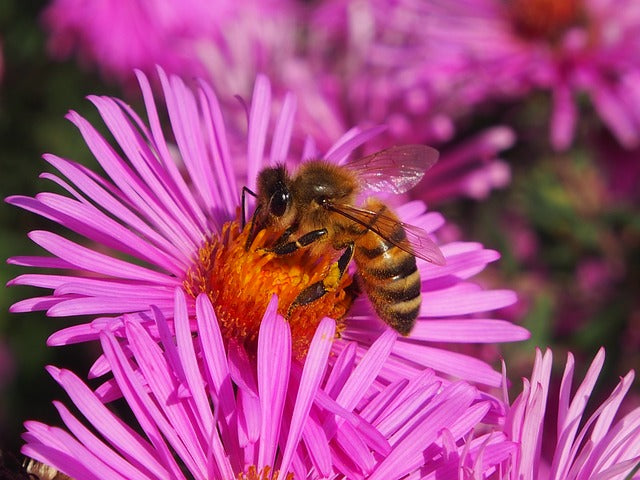 Best Autumn Flowers For Bees