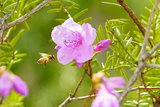 Plant a Bee Garden