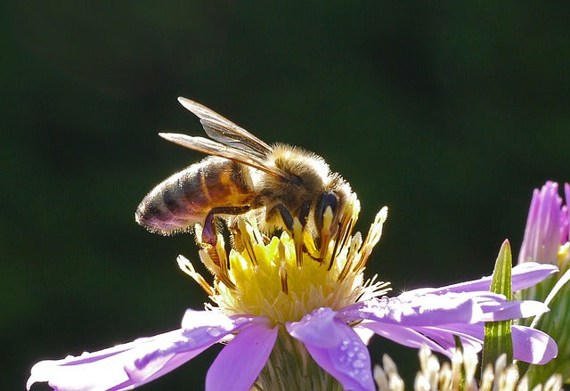 Air Pollution Disrupts Bee Pollination