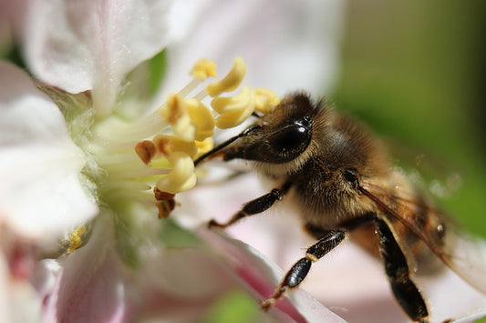 Plant Trees and Save The Bees