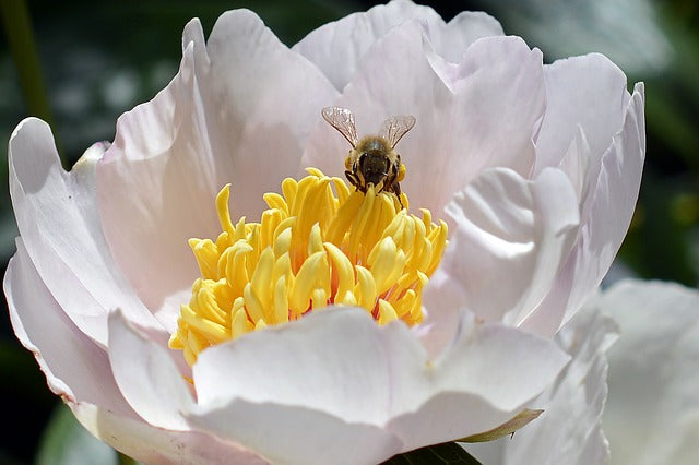 National Botanic Garden of Wales Launches Label to Save Pollinators