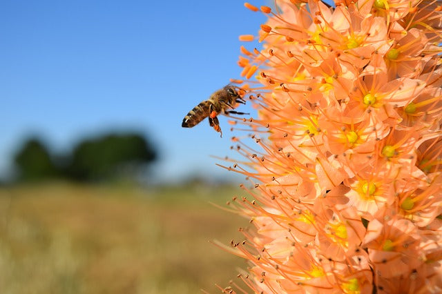 22 Amazing Facts About Bees
