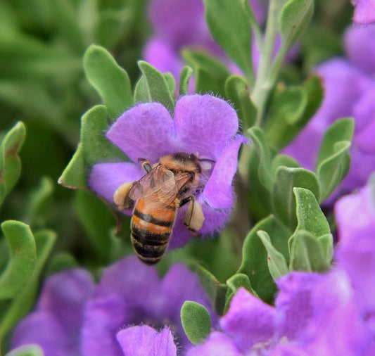 Bees Love These Desert Plants