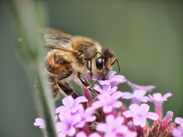Designer Beehives for 1 Million Honeybees in Milan
