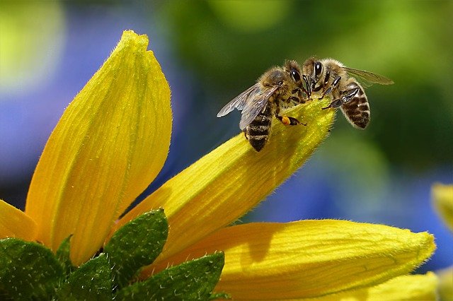 How Honeybees Tell Time