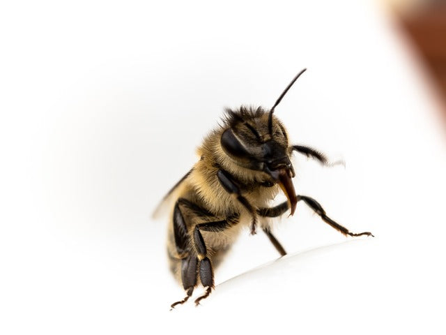 Bees May Soon Detect People Infected with Covid-19
