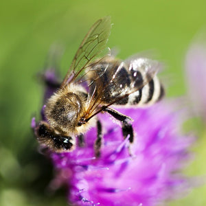 Bee Fully Transparent