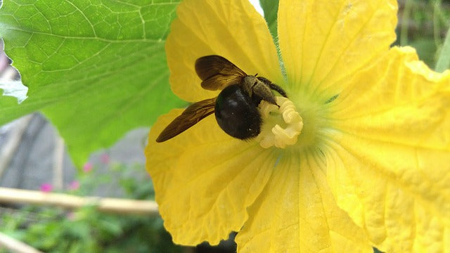 Some Pollen Makes Bumble Bees Seriously Ill