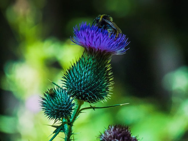 Hummingbirds May Be Harmed by Neonic that Kills Bees
