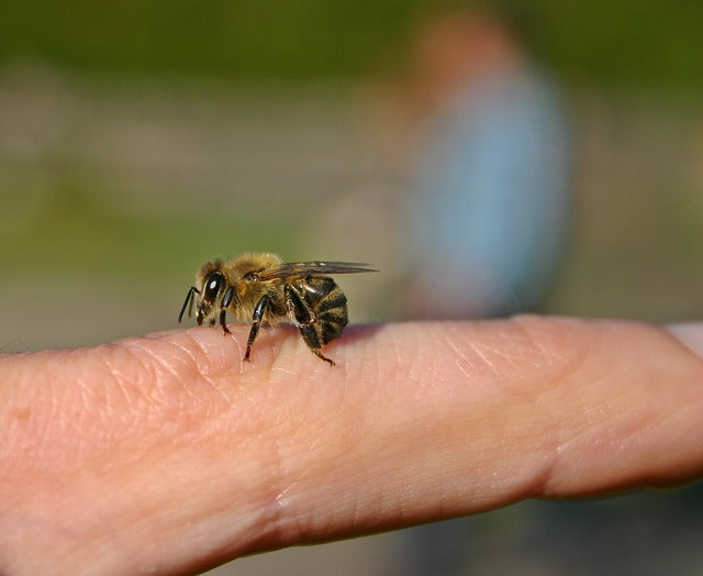 Honeybees, Beekeeping & Coronavirus Covid-19