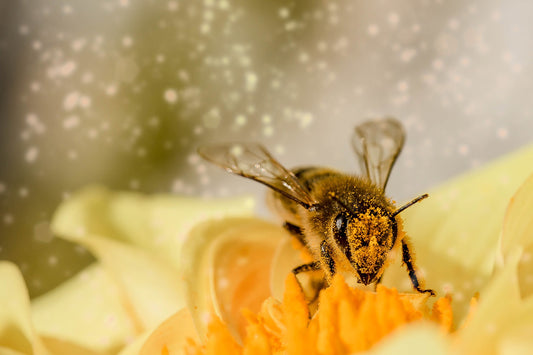 Gifts of the Bees - Pollen