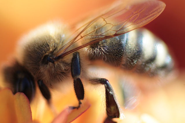 Spraying Mosquitoes Can Kill Bees Too