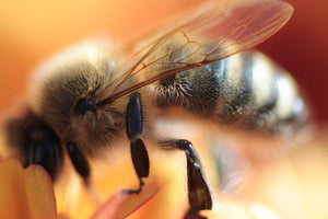 Spraying Mosquitoes Can Kill Bees Too