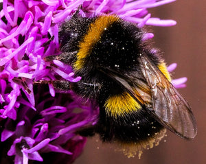 Please Help Bumblebees In 2020