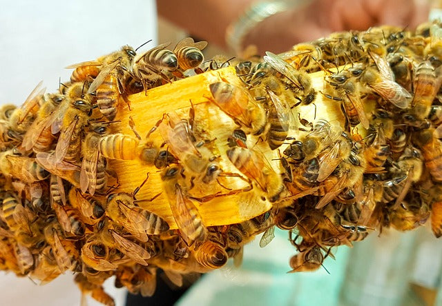 Bees and The Waggle Dance