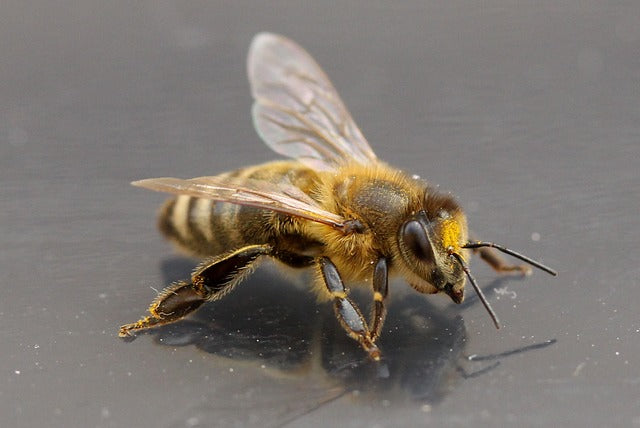 Honey Bees Recognize Human Faces