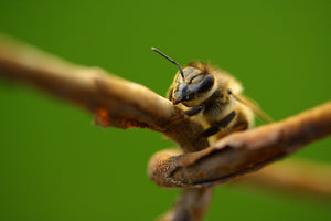 Australian Beekeepers Struggle as La Niña Caused Dismal Season