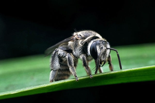 Lab Test Identifies Mite Pest of Honey Bees