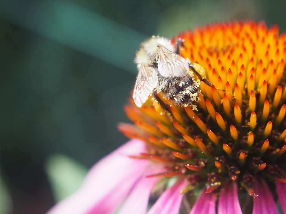 10 More Bee Friendly Flowers for Your Garden
