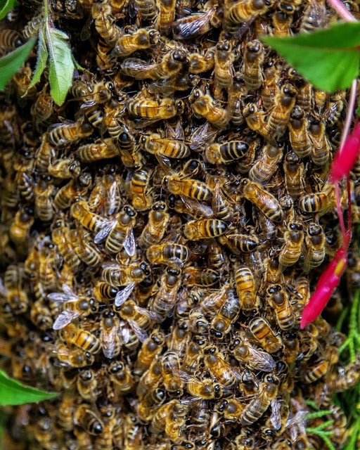 It Is Bee Swarming Time