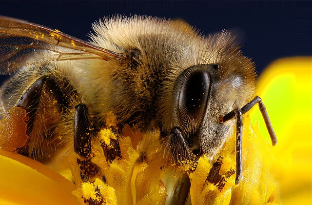 Nourish The Bees Please