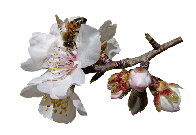 9 Billion Bees Go Nuts Over Almond Blossoms in Australia