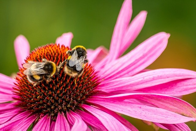 A Pill That Protects Bumblebees from Pesticides
