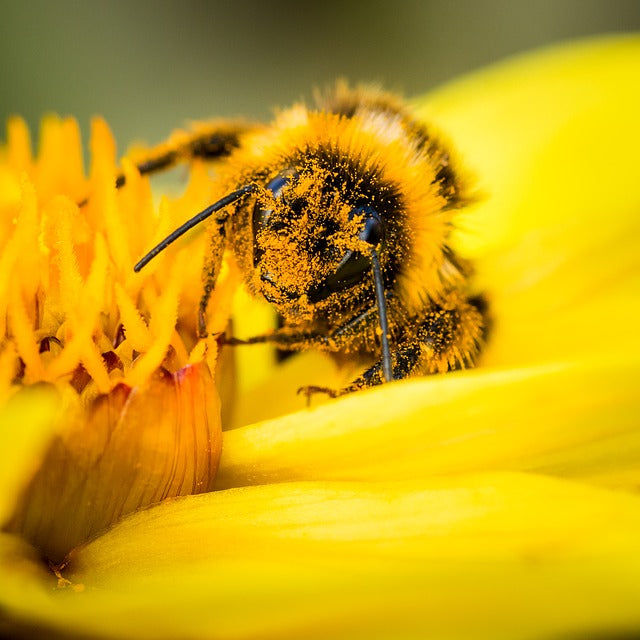 Winter Recipe: Pollen Patties for Bees